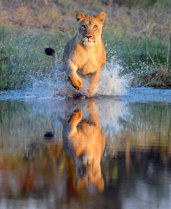 A photo of a lioness hunting that Magill took in the Okavango Delta in Botswana
