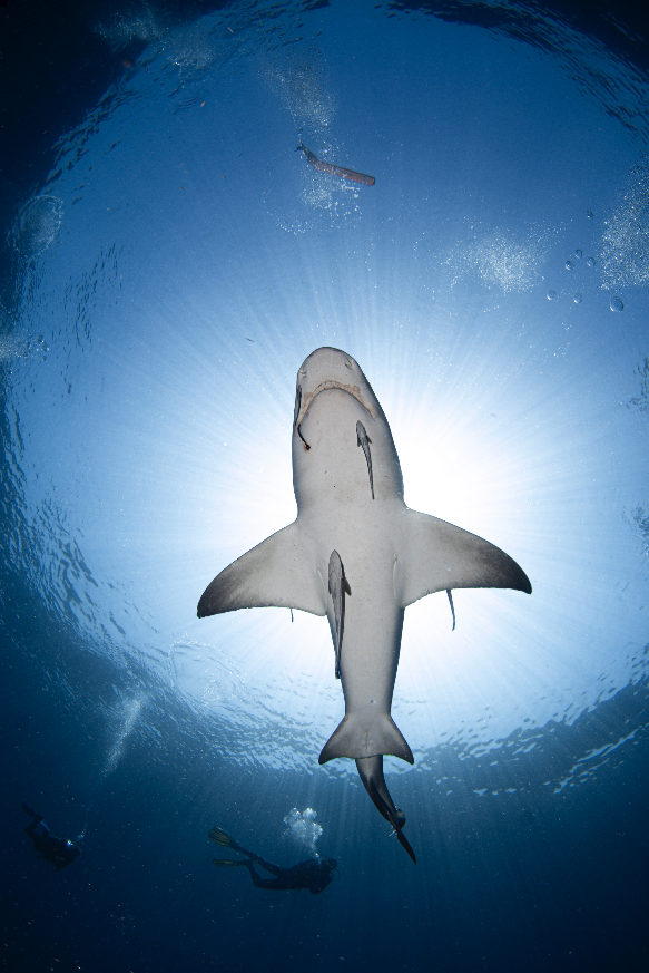 PATIENCE IS A VIRTUE: It took Ferretti several years to finally capture this image. “The conditions need to be perfect—flat ocean surface, clear visibility, and a shark that will let me within 3 to 5 feet so my strobes can overpower the sunrays.”