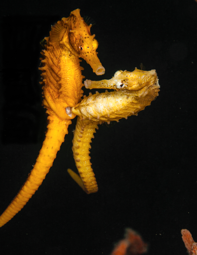 LOVE CONNECTION: Ferretti snapped these mating seahorses during a beach dive at Phil Foster Park in Riviera Beach.