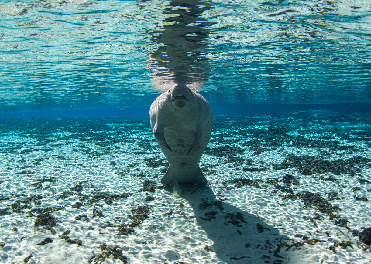 A manatee catches a breath of air in the fresh water springs of Central Florida