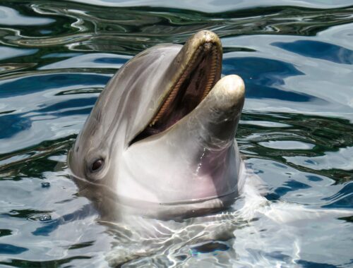 Seaquarium-Dolphin photo
