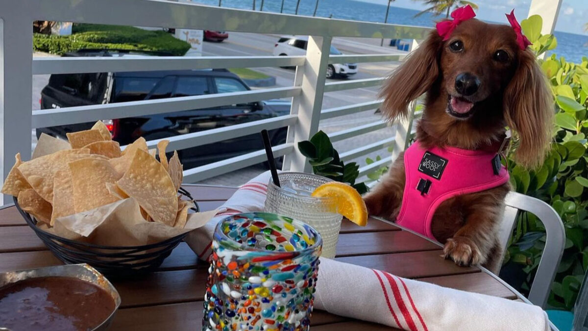 4 PetFriendly Restaurants to Celebrate National Dog Day in South Florida Lifestyle Media Group
