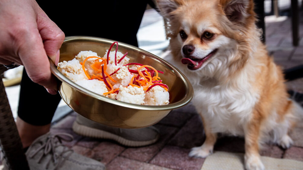 Dog Friendly Dining in South Florida Casa Sensei
