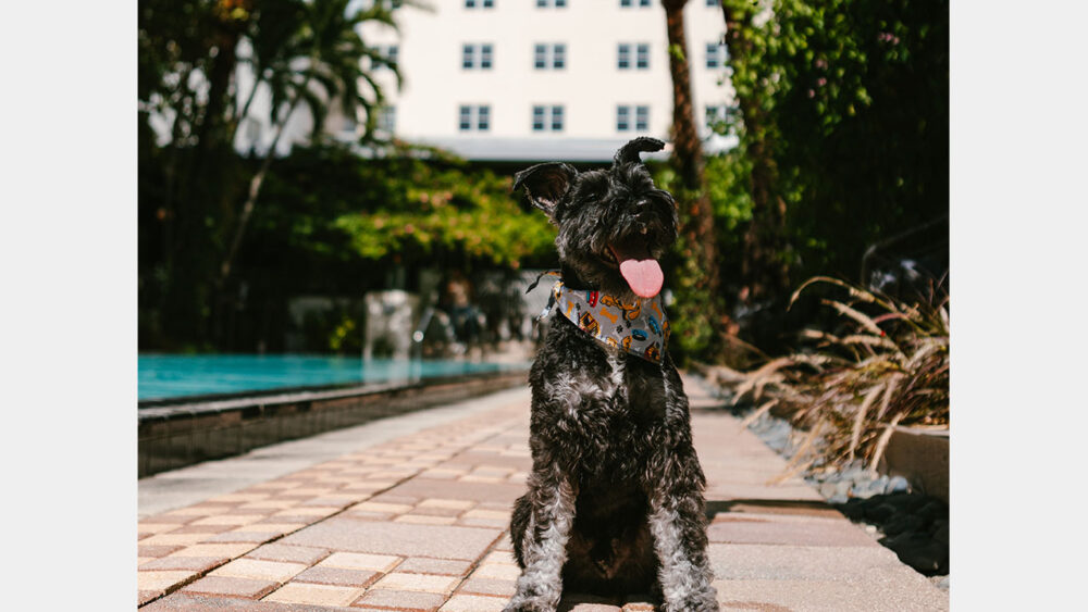 National Hotel Miami Beach Puppy Brunch