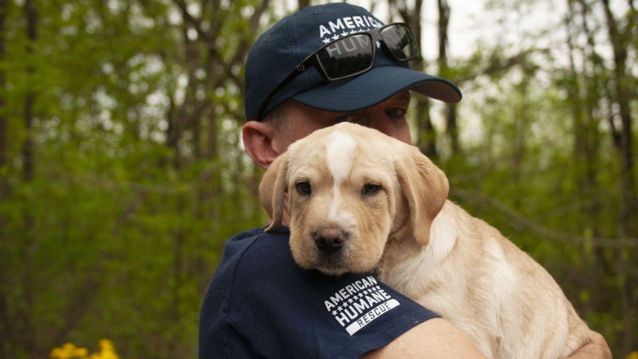 Get ready Now to Offer protection to Your Pets All through Storm Season